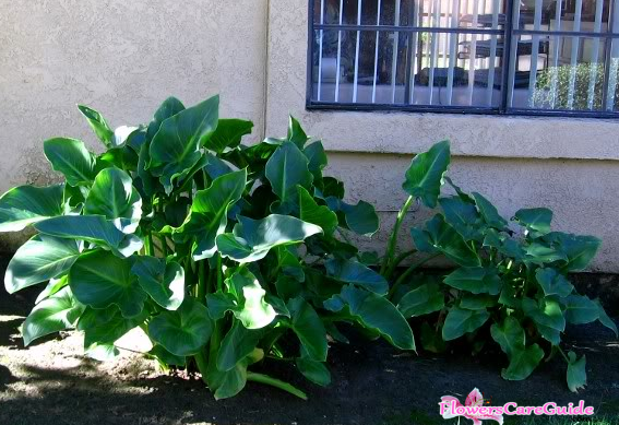 Cultivate-Calla-Lilies-Outdoor