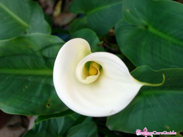 Instruction to Make Calla Lilies Bloom Beautifully