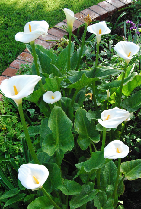 Read more about the article Tips for Successfully Growing Calla Lilies Flower with Bulbs