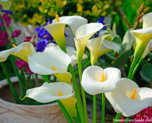 About Calla Lily Flower History and Origin