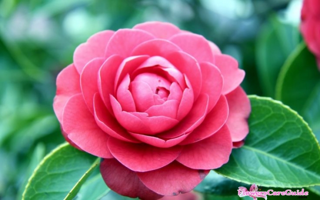camellia-flower