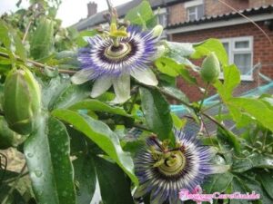 Make Your Own Tropical Style Garden by Growing Passion Vine Flowers