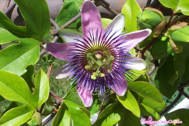 Propagating Passion Flower by Rooting Vine Cuttings and Growing Seeds