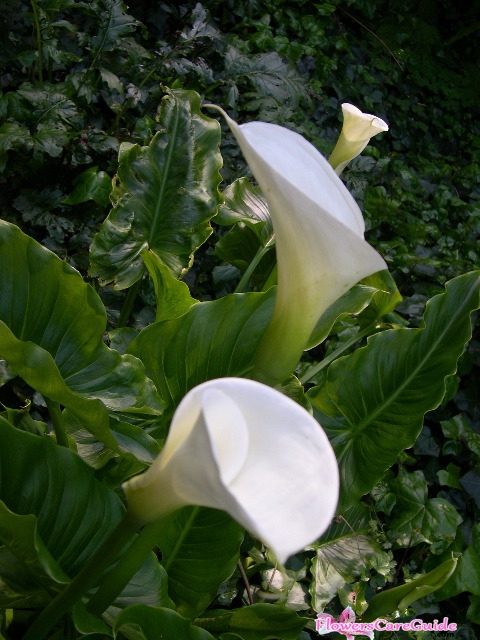 splitting-calla-lilies