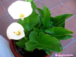 Information about Calla Lily seed: Tips on Growing a Calla Lily from Seed