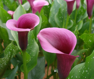 Tips for taking care of Calla Lily