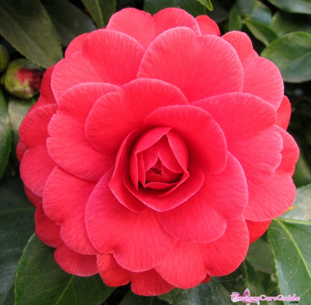Camellias-Buds