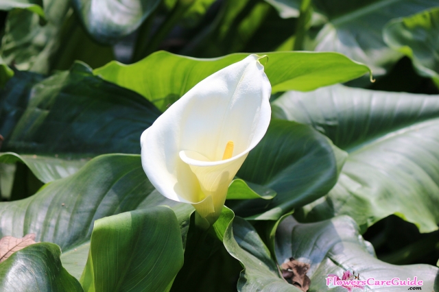 How to Take Care of Calla Lily – Instruction to Grow Calla Lily effectively