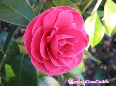 Prevention and Protection Camellia Cold Damage