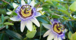 Which Factors Make Passion Flower Not Blooming