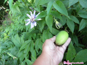 Things to do when Passion vine flower bloom but not fruiting