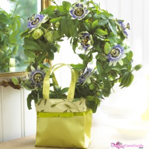 Growing Passion Flower Indoors: A Perfect Choice