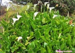 Why Should You Remove Calla Lily Dead Flowers