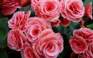 How to deadhead Rieger Begonias
