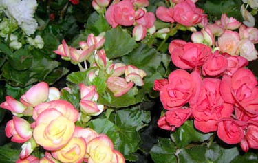 Rieger Begonia Caring Tips and Instructions