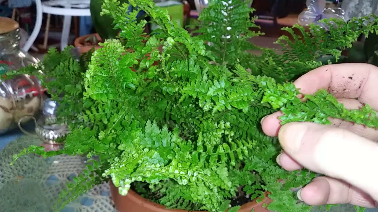 How to propagate and care for fluffy ruffle fern