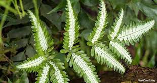 Silver Lace Fern Caring Tips: The Complete Guide