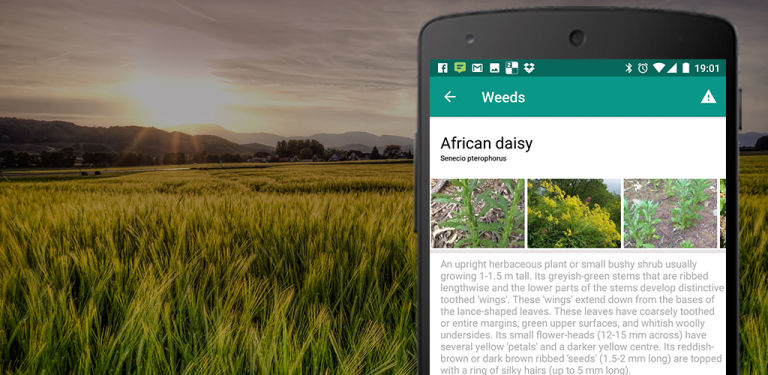 Top 10 plant identifier apps; plant identification made simpler