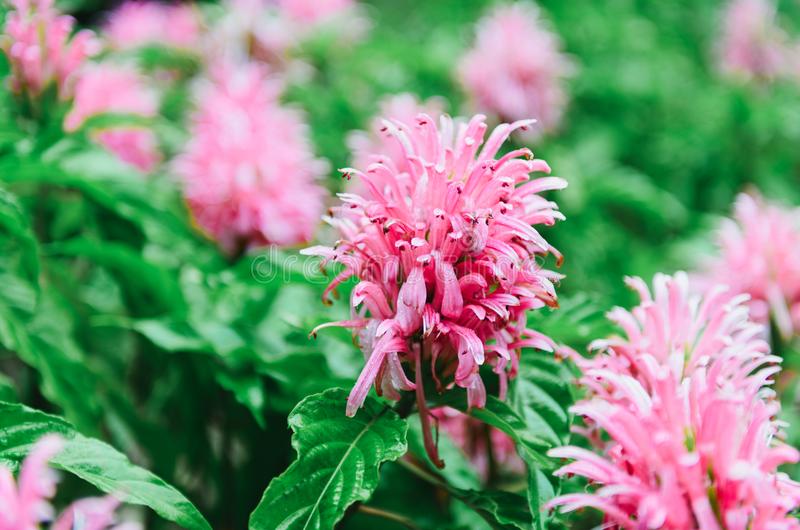 Jacobinia Pink: How to Grow and Care