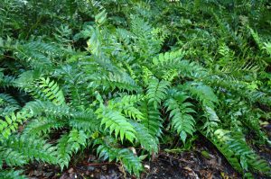 Japanese Holly Fern Caring Tips
