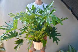 Plant care guide for Lickety Split Philodendron