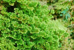 Selaginella Moss plant care guide for beginners.