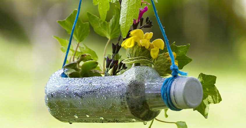 Which plants can be grown in plastic bottles